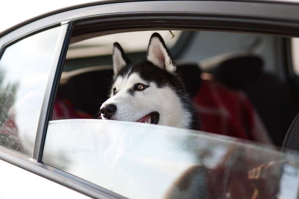 你为何偏爱恶犬？背后深层原因揭秘！