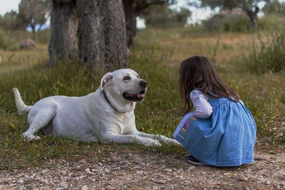 你为何偏爱恶犬？背后深层原因揭秘！