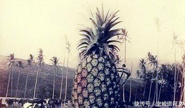 母鸡|原来美国历史上也发生过“大跃进”,母鸡可以拉车,兔子比熊还大