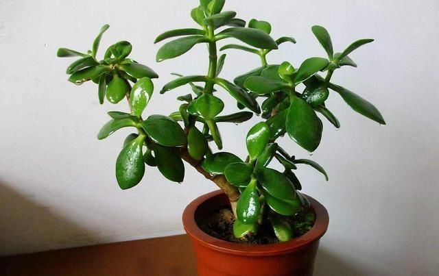 家里|这两种植物养得好，稍微注意就能养出老桩来价值高气势好