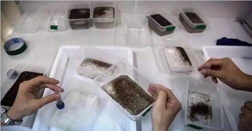 工厂|世界上最大的蚊子工厂,每周培育500万只蚊子并放生,就在广东省