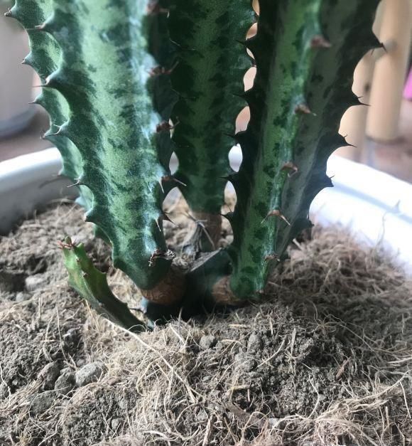 房顶|2种“奇葩”绿植，放在阳台上，半个月浇次水，蹭蹭长到房顶