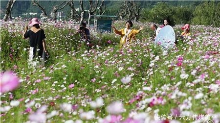 简直|简直不要太美！15亩格桑花点燃西华湿地