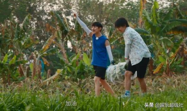 向往|《向往的生活4》收割香蕉号称四季最累,网友们都笑了