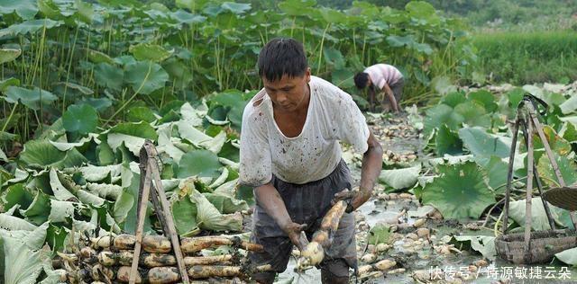 季节|秋天是吃藕的季节,7孔和9孔的味道很不一样,如果你想要软糯米