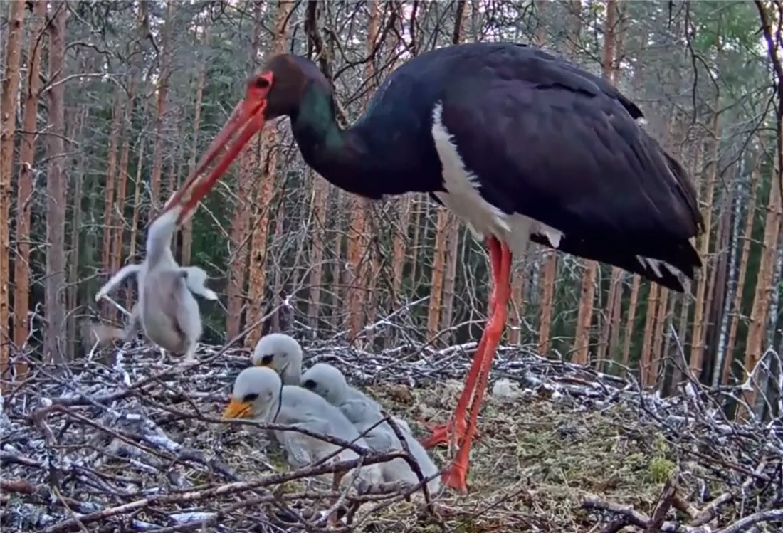 体弱|没良心的母黑鹳,啄伤体弱的幼鸟,还把它丢窝外,让苍鹭叼走