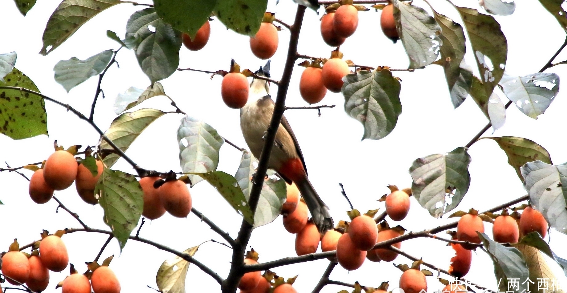 见到|这水果长的像“鸡心”,嫩滑多汁,现在吃最新鲜,北方很难见到