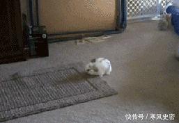 漫画|搞笑漫画:小伙子忽然认为抄近路可行