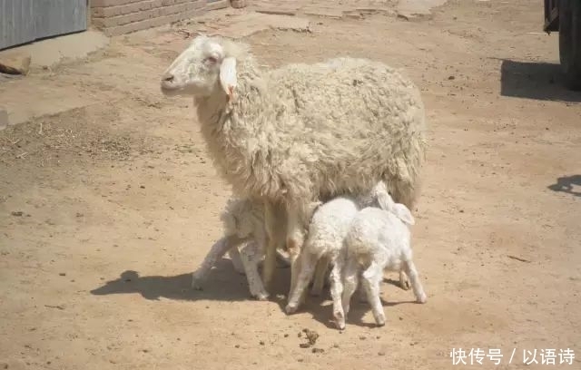 期是指母羊|如何管好繁殖母羊?提高受胎率、多胎多羔率和成活率!