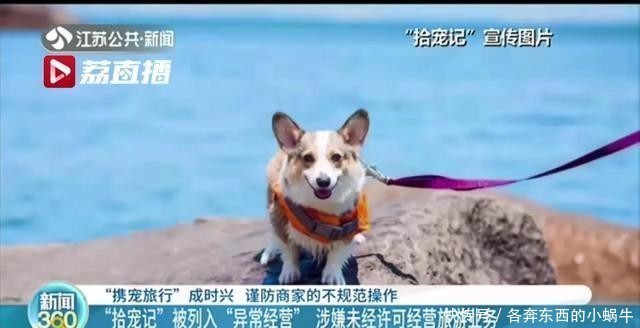 预付费|看着很美！“带着宠物去旅行”还可办预付费卡 充值容易退款难