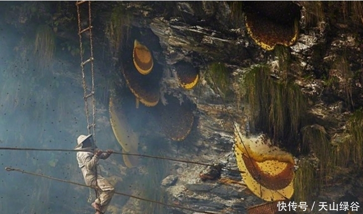 黄金|比黄金还贵,这是世界上最贵的蜂蜜,一瓶抵上一台宝马