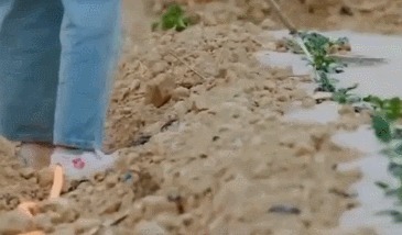 向往|向往的生活张子枫给瓜苗浇水!懂的人看了无奈还得靠工作人员