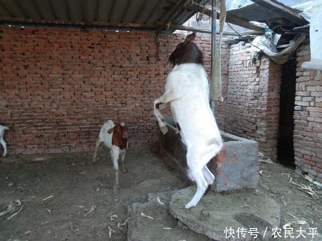 季节|又到了一年两次的驱虫季节,每次驱虫都不彻底,这个步骤应该没做