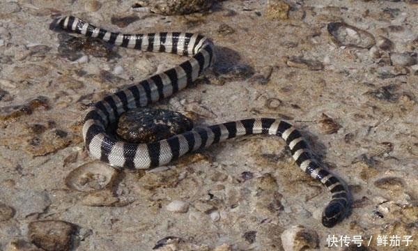 世界上最毒的5大\