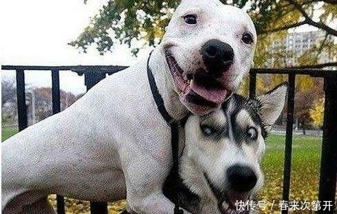  吸引|哈士奇众所周知的几个“优势”，哪点吸引了你