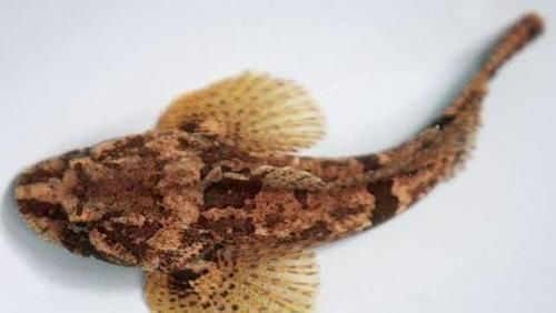 介绍的则|全球“最名贵”的6种鱼，最高一公斤卖16万，有钱也吃不起