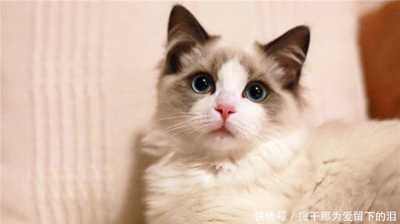  出生有名望|民国奇案妻子失踪后丈夫登报寻人，警察调查未果却被一只猫破解