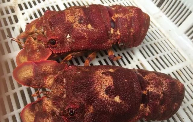 海鲜|世界上65种珍奇海鲜,贝爷都不敢说全部吃过,你吃过几种