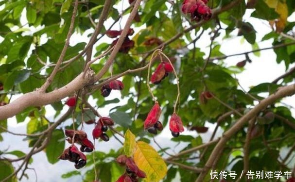 祭祀|此果南方才有,人称“树上花生”,过去没人吃,如今15元1斤