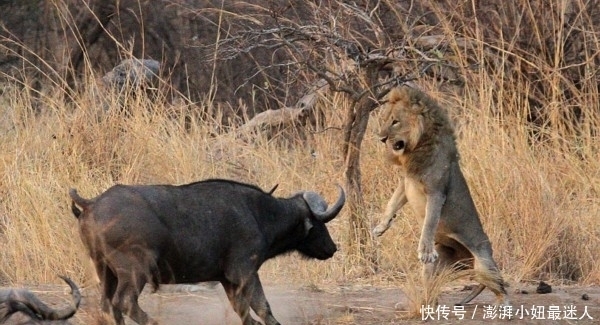 水牛|水牛单挑狮子,牛群却在看热闹,结果却出乎意料