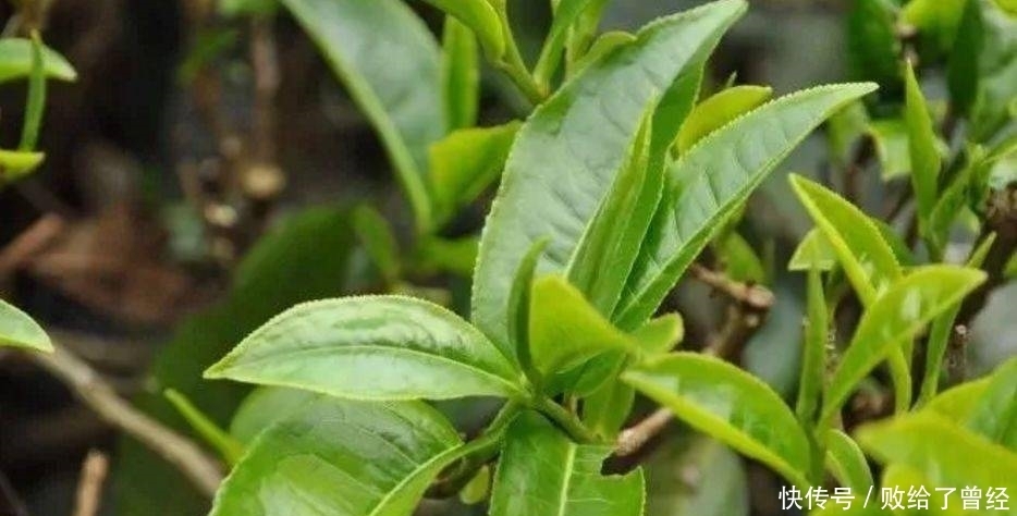 杯茶|喝茶为什么要三口?