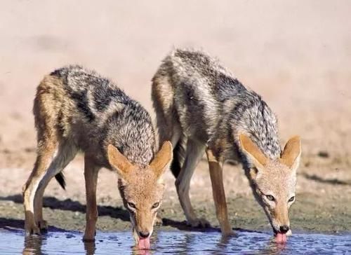 攻击|胡狼捕食毒蛇,毒蛇不用毒牙攻击,反而缩成一团保护蛇头