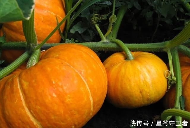 还要|在家种个菜都这么美,还要什么花园?