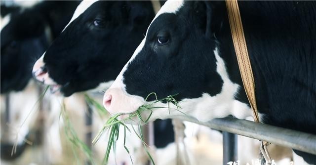 地产牛奶|天资乳业:做一家有情怀有文化的乳品企业