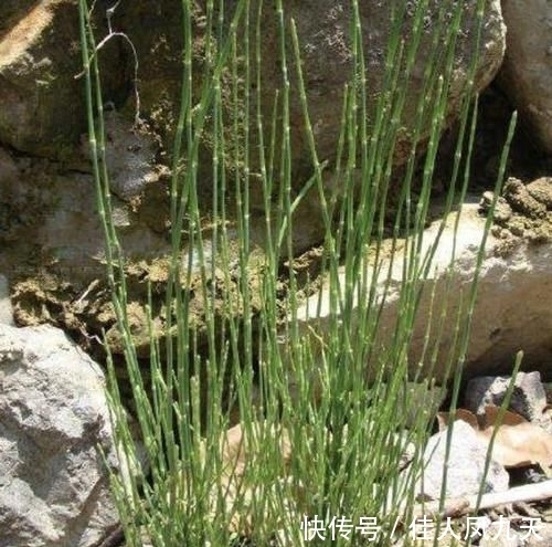 不起眼|在农田,1种“杂草”不起眼,被称为“木贼草”,1斤卖到“5元”