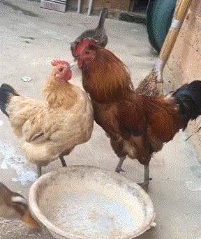 搞笑|搞笑GIF:喵星人:主人,你是不是傻?再挖我就被埋了