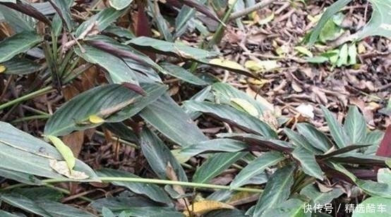 种水果|世界上最甜的水果,没人敢直接吃它,甜度是食糖的30000倍!