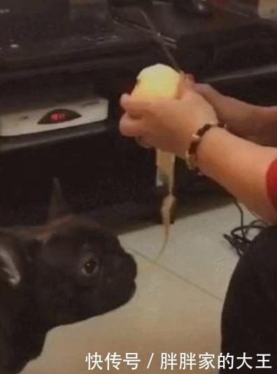  津津有味|奶奶削苹果，狗狗在下面吃果皮，垃圾桶都省了，狗：能削快点吗？