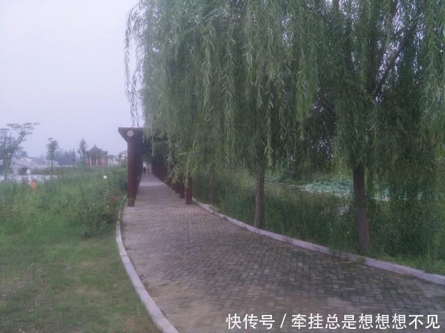 河南省|河南省民权县任庄国家湿地公园快来看,这里的千亩荷花开了