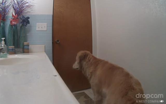  躲进|主人不在家，12岁狗狗怕打雷躲进厕所，一系列举动乖巧得让人心疼