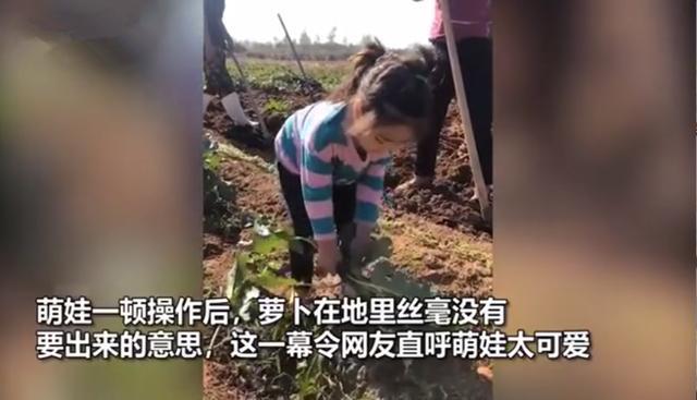 哼唱|3岁萌娃边拔萝卜边哼唱儿歌火了,网友:大部分孩子的童年记忆!
