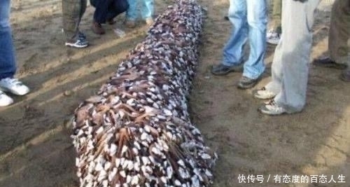 不想|全球“最贵”的海鲜,一斤价格上万,渔民却表示不想挣这钱