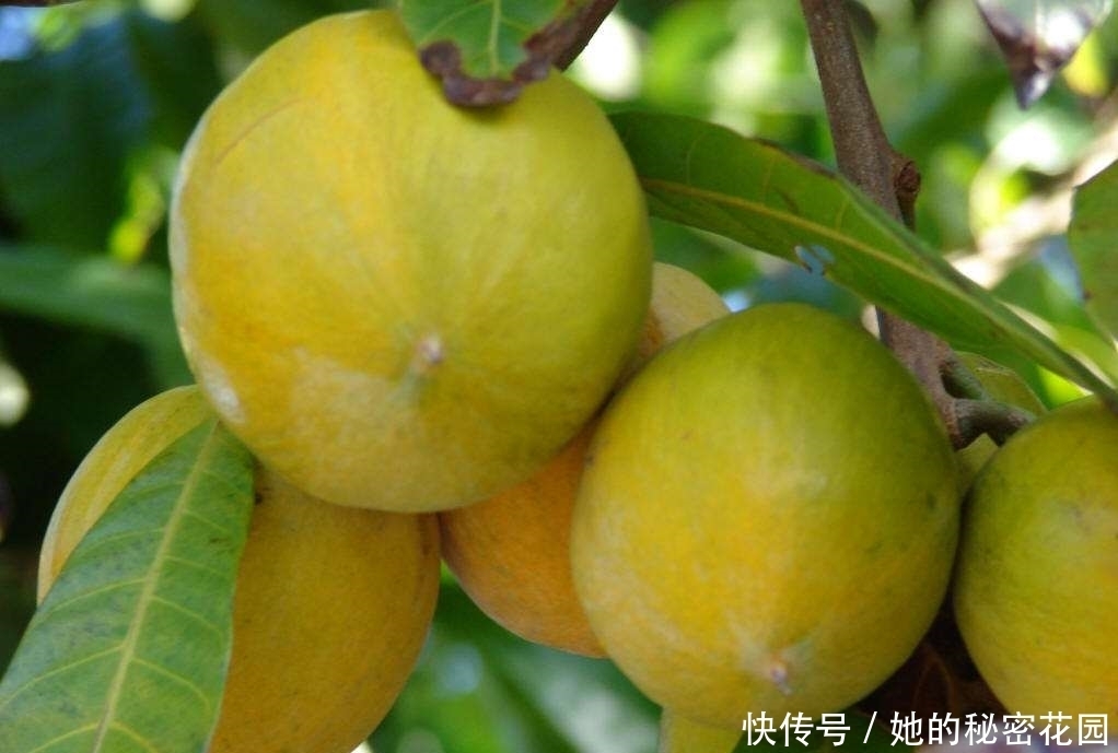 身体|如此甜软可口的水果，你不能不吃，常吃能排出身体毒素、美化肌肤