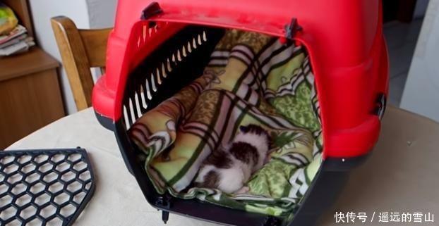  猫咪|垃圾桶旁有只出生不久的猫，看外面下着雨，好心夫妇把猫收养