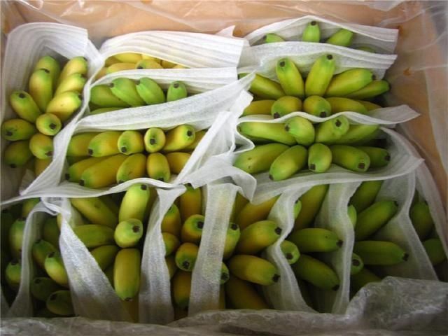 香蕉|假如世界上只剩下这几种食物了,让你选1个当主食,你会选哪个