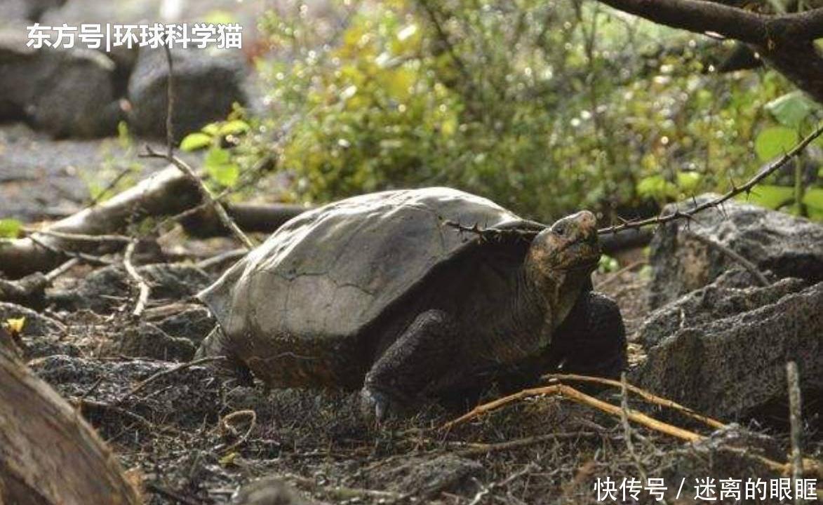  重生|朱鹮“重生”已达千余只消失近90年植物重现，是什么原因