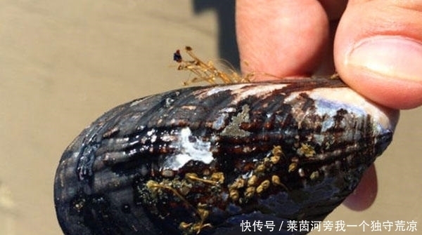 外国人|繁殖能力太强,外国人拿它没办法,中国吃货表示非常可惜!