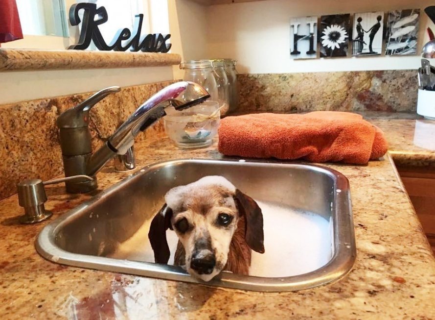 去世|寒心主人去世未久,18岁老狗被家人赶走,一张合照暖了众人心