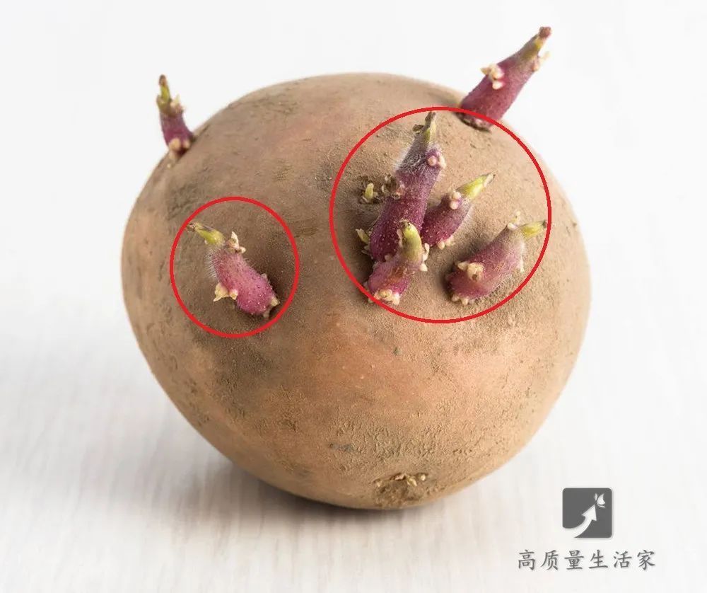  有毒|这3种蔬菜，越新鲜越有毒，吃多了甚至会致命！尤其是第一种