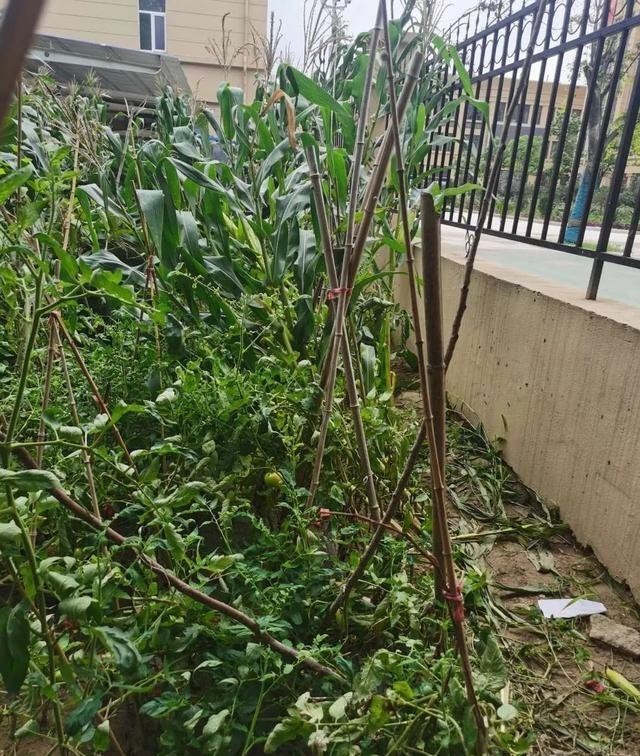  爱行|王同光：声势浩大的爱行善举