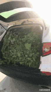 姑娘|搞笑GIF:姑娘,你说的什么?我没听清!