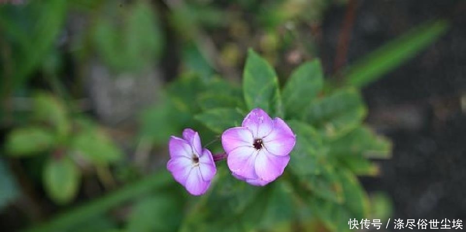 些事情|说到心坎上的人生句子,感悟人生百味,道尽人间甘苦