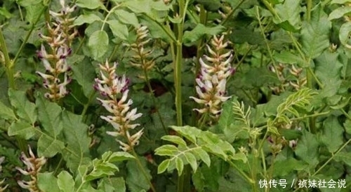 古代|古代蒙汗药的配方其实很简单,大家小时候都见过,解药则更加泛滥