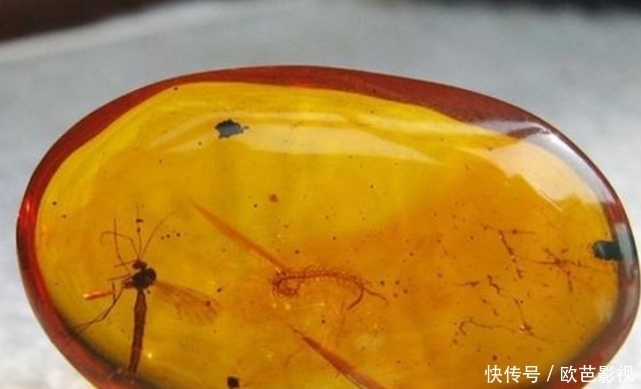 道具|小伙报复蚊子将其封印,不料成就艺术品,网友:侏罗纪公园道具?