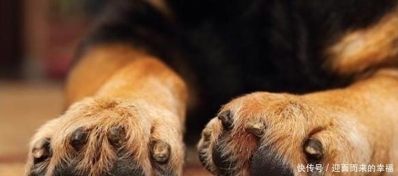  受伤|一摸“狗爪子”，狗狗就缩回来，有7个原因