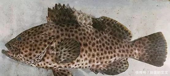 认出|海鲜大全, 你能认出多少